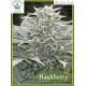 Mandala Seeds-Hashberry
