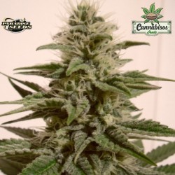 PARADISE SEEDS-WHITE BERRY