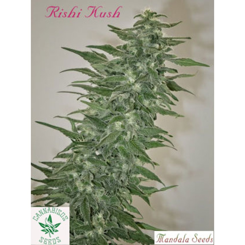Mandala Seeds-Rishi Kush
