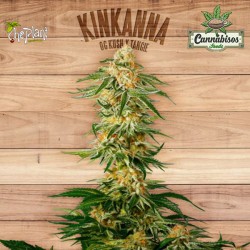KINKANNA - The Plant Organic Seeds