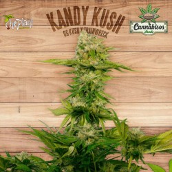 KANDY KUSH - The Plant Organic Seeds