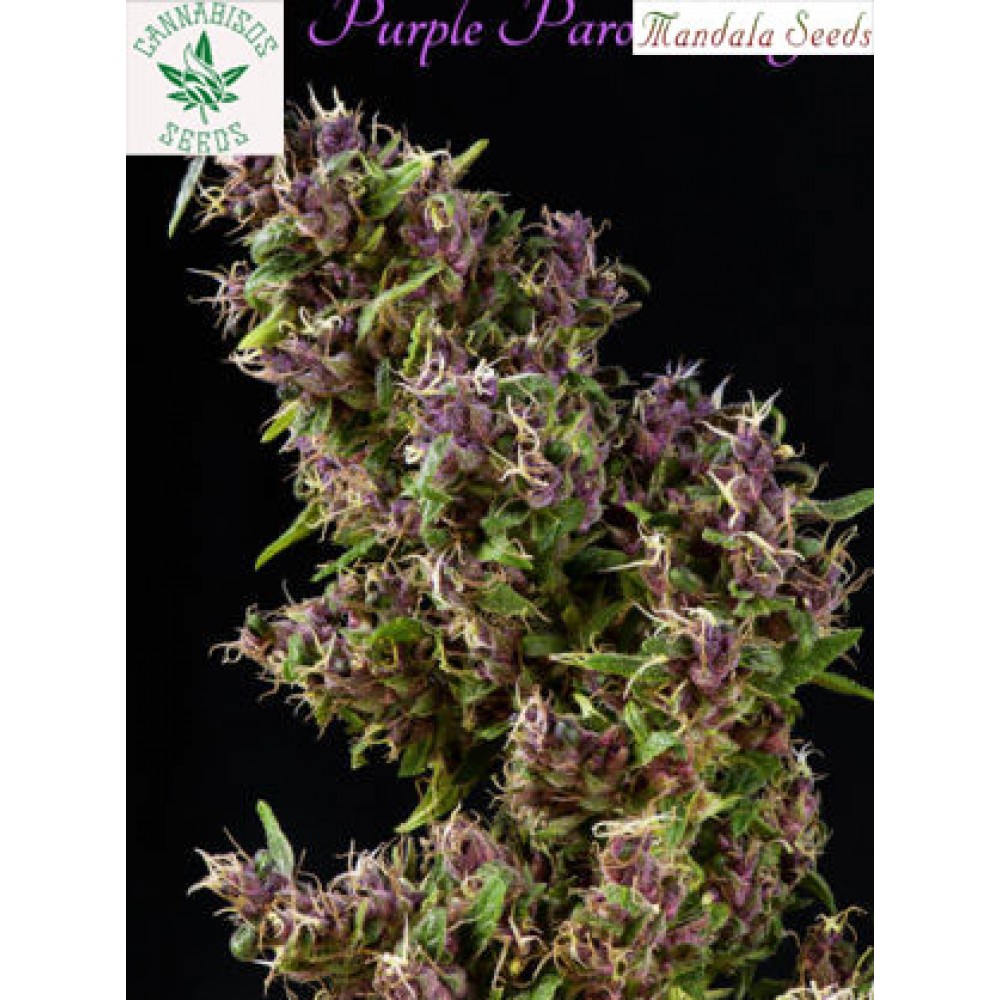 Mandala Seeds-Purple Paro Valley