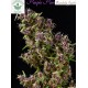 Mandala Seeds-Purple Paro Valley