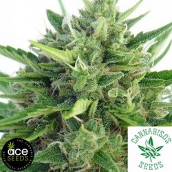 ACE SEEDS- GUAWI