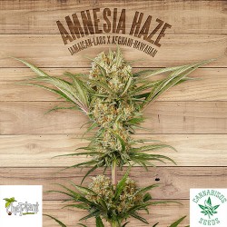 AMNESIA HAZE (Feminised Seeds) - EXPERT SEEDS
