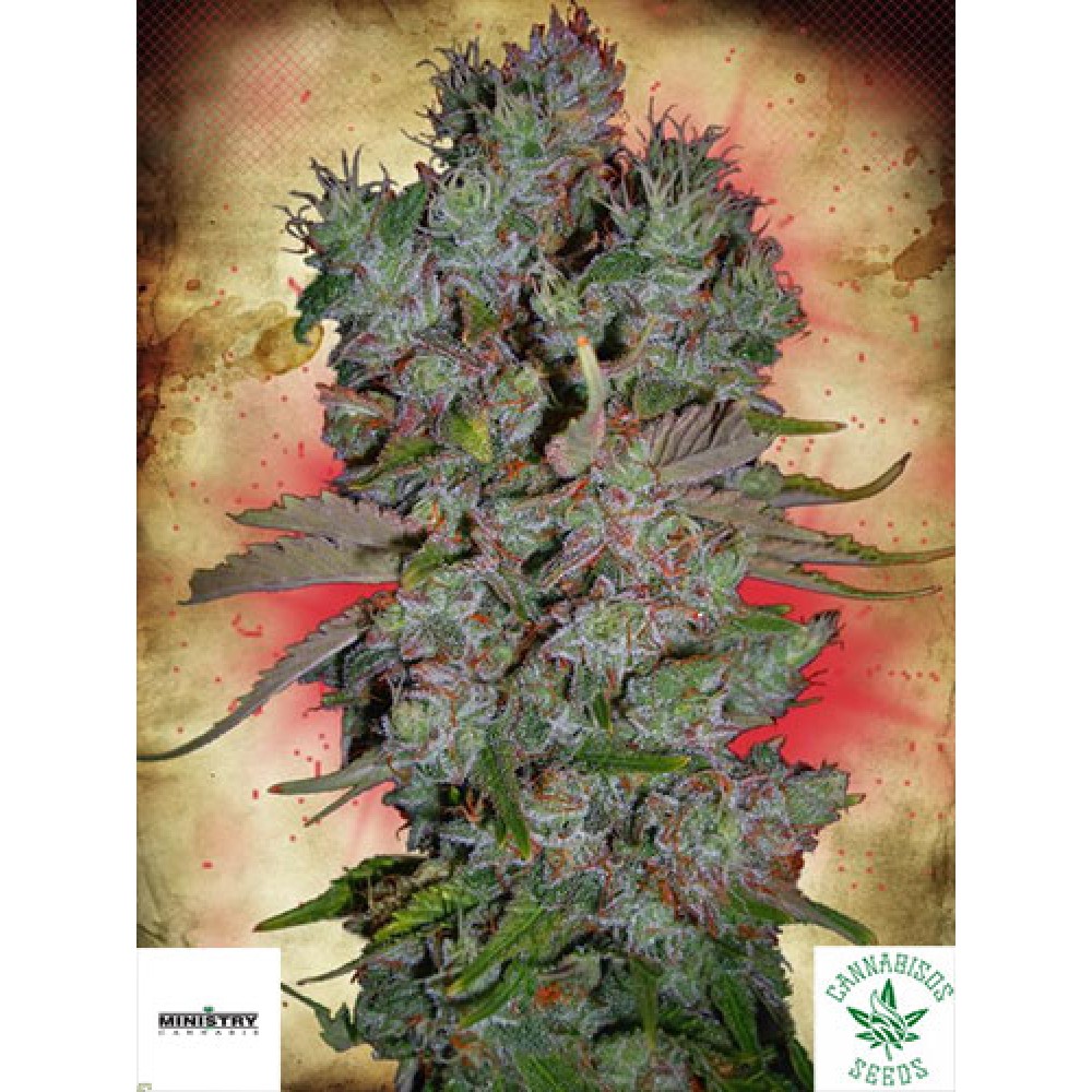 MINISTRY OF CANNABIS- BLUEBERRY DOMINA AUTO