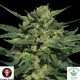 WHITE RUSSIAN AUTO - Serious Seeds