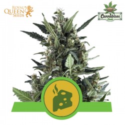 Blue Cheese (Auto) - Royal Queen Seeds
