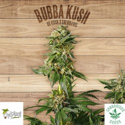 BUBBA KUSH - The Plant Organic Seeds