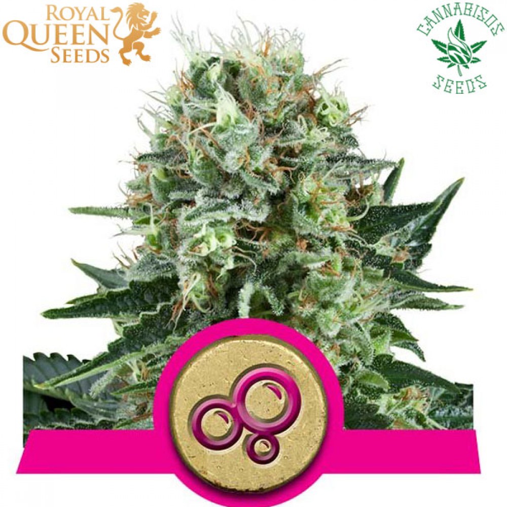 Bubble Kush (Fem) - Royal Queen Seeds