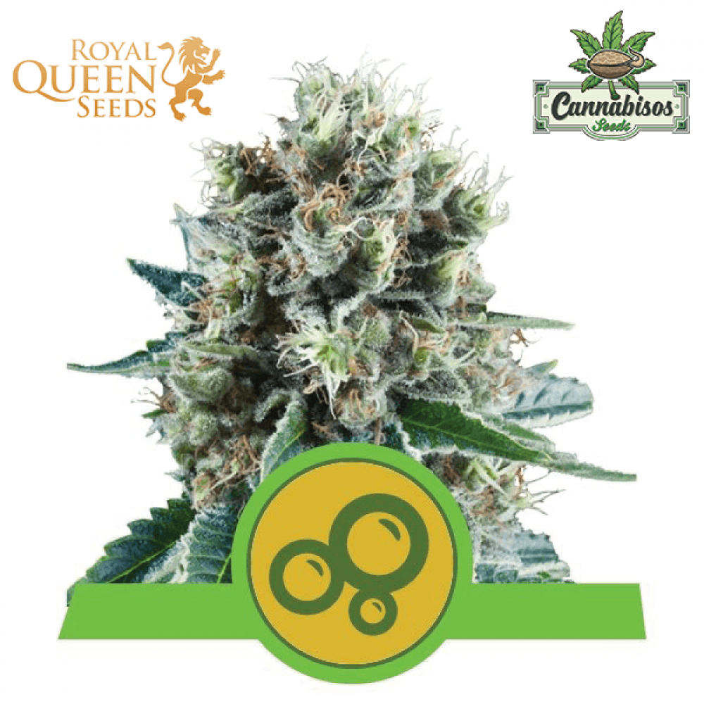 Bubble Kush (Auto) - Royal Queen Seeds