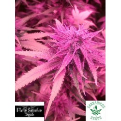 HOLY SMOKE SEEDS- BUBBLEGUM HASH PLANT