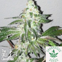Cali Connection-Girls Scout Cookies