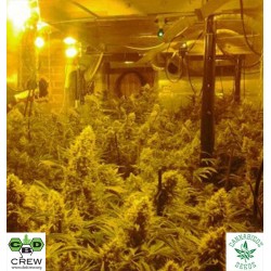 CBD INDICA MIX (Feminised Seeds) - CBD CREW