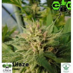 CBD MEDI HAZE (Feminised Seeds) - CBD CREW