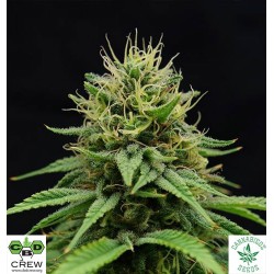CBD NORDLE (Feminised Seeds) - CBD CREW