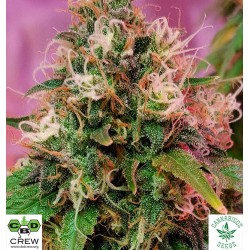CBD OG KUSH (Feminised Seeds) - CBD CREW