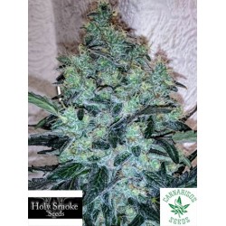 HOLY SMOKE SEEDS- CHEM TOFFEES