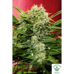 JOINT DOCTOR'S LOWRYDER-CHRONIC RYDER AUTO