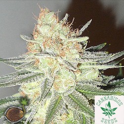 Emerald Triangle Seeds-Cotton Candy Cane