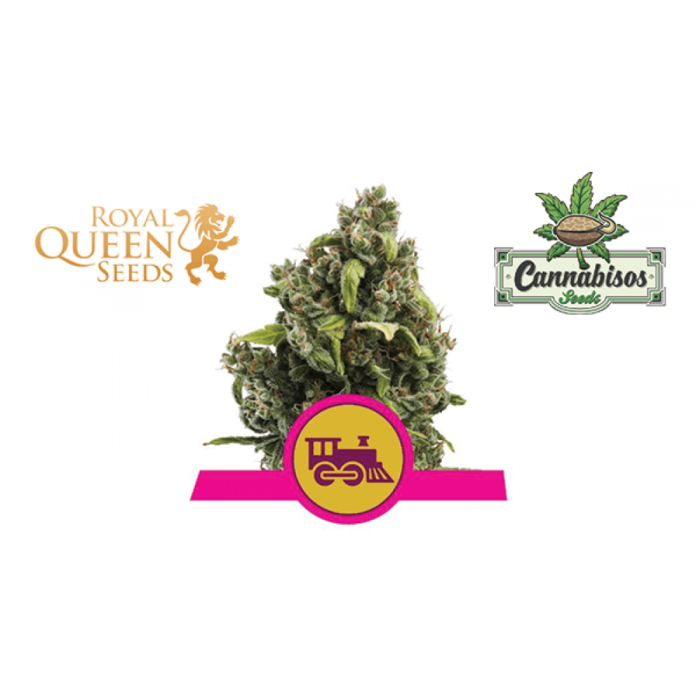 Candy Kush Express | Fast Flowering (Fem) - Royal Queen Seeds