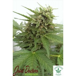 JOINT DOCTOR'S LOWRYDER-AUTO CRITICAL OGRE 'BIG 'N FAST'