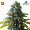 SOUTHERN LIGHTS #7 (Feminised Seeds) - DELTA 9 LABS