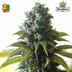 SOUTHERN LIGHTS #7 (Feminised Seeds) - DELTA 9 LABS