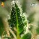 STRAWBERRY SKUNK (Feminised Seeds) - DELTA 9 LABS