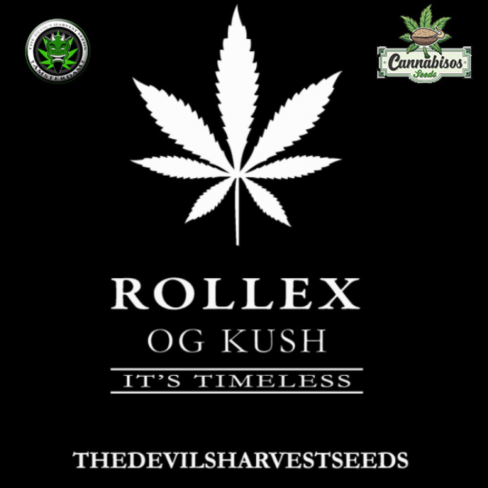 ROLLEX OG KUSH (Feminised Seeds) - DEVILS HARVEST SEEDS
