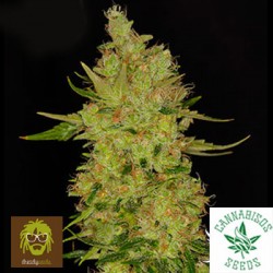 DREADY SEEDS-NORTHERN CHEESE