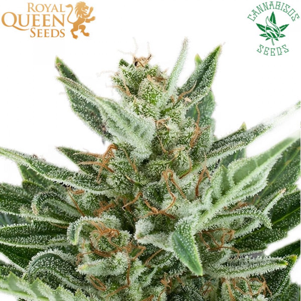 Easy Bud (Auto) - Royal Queen Seeds