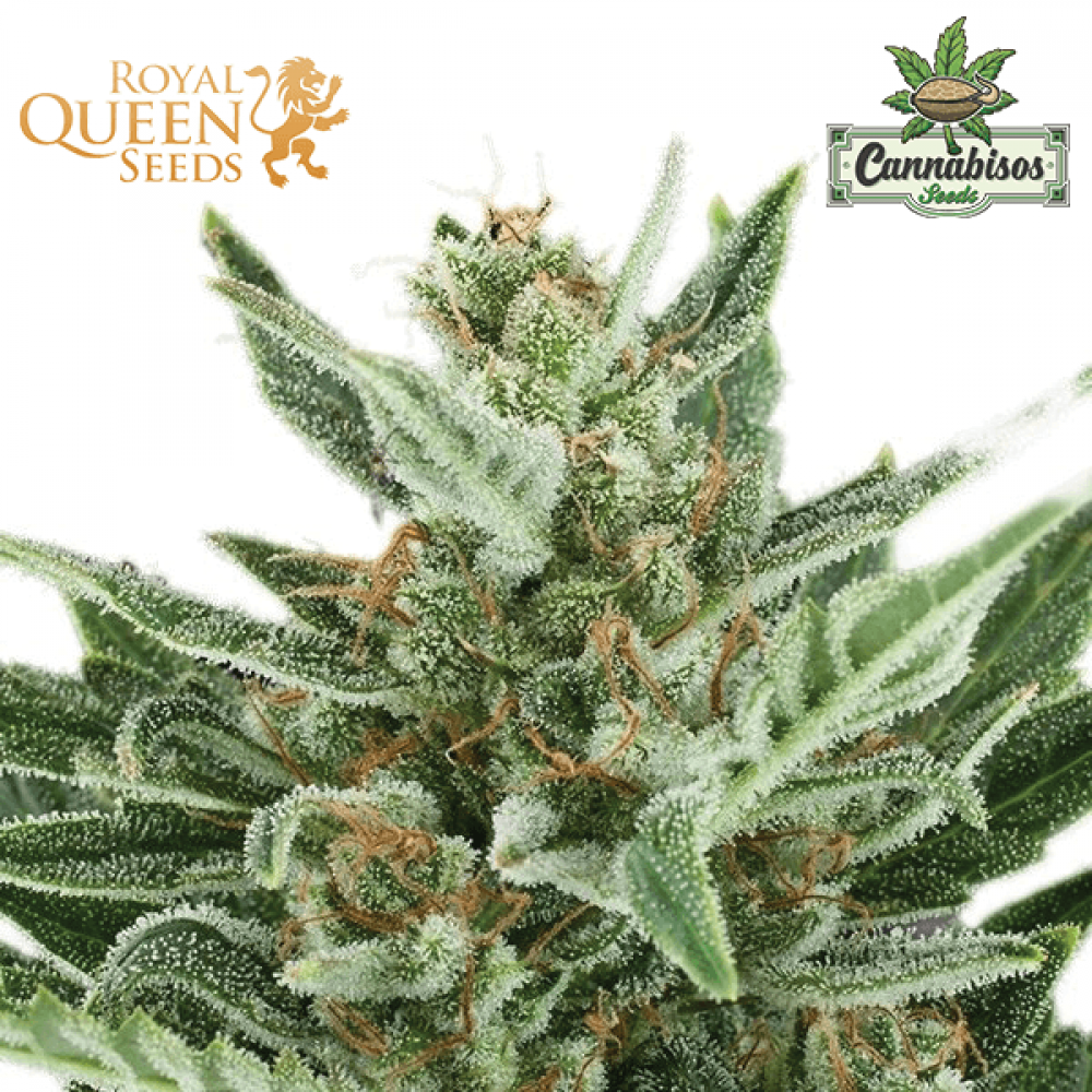 Easy Bud (Auto) - Royal Queen Seeds