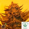 Emerald Triangle Seeds-Critical Sour Diesel