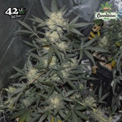 GIRL SCOUT COOKIES AUTO (Auto + Feminised Seeds) - FASTBUDS SEEDS