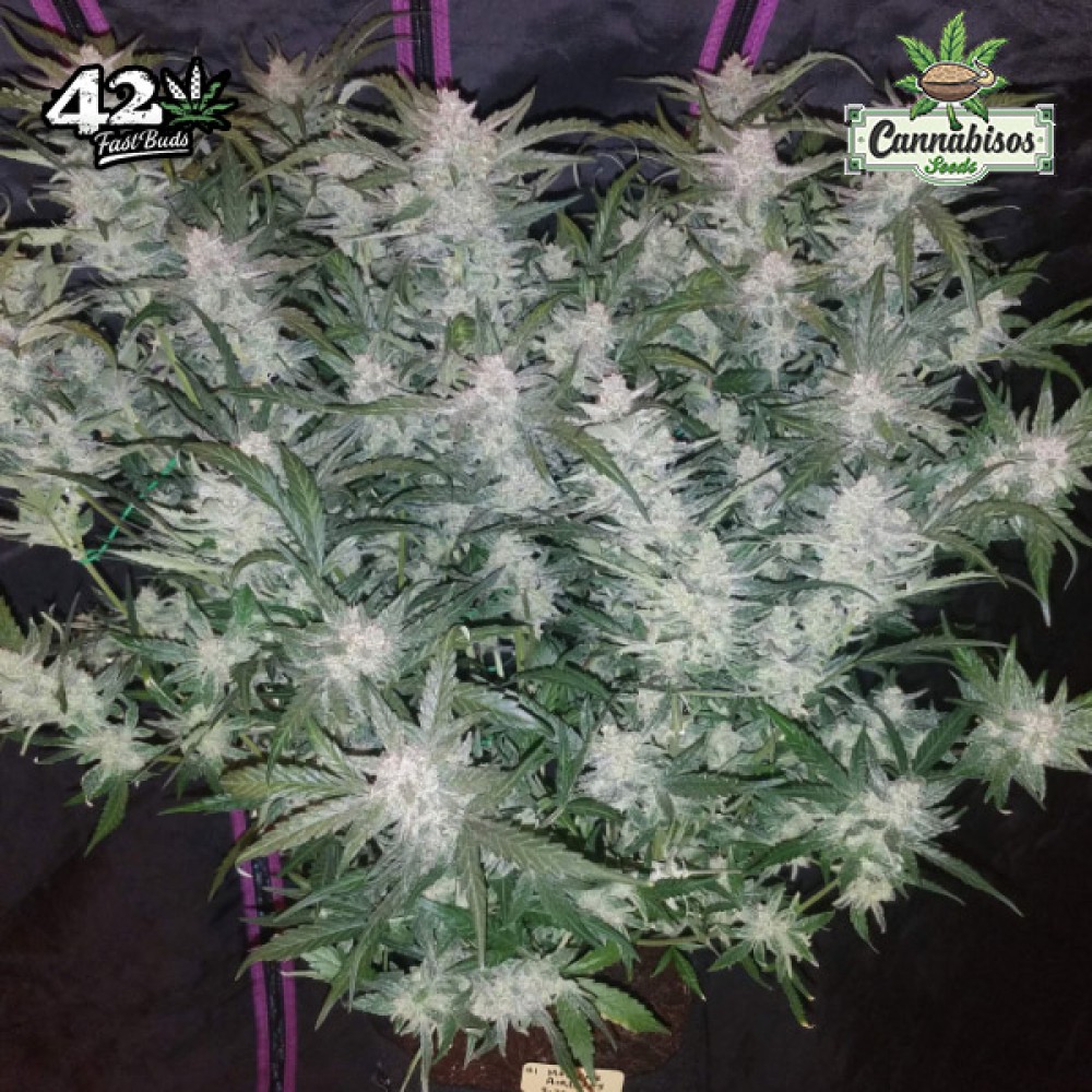 MEXICAN AIRLINES AUTO (Auto + Feminised Seeds) - FASTBUDS SEEDS