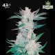 MEXICAN AIRLINES AUTO (Auto + Feminised Seeds) - FASTBUDS SEEDS
