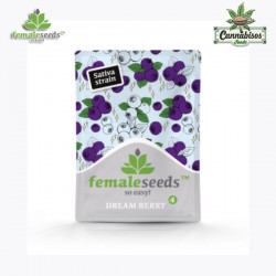 DREAM BERRY (Feminised Seeds) - FEMALE SEEDS