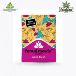 KUSH AUTO (Auto + Feminised Seeds) - FEMALE SEEDS