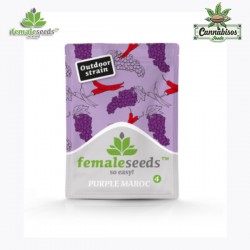 PURPLE MAROC (Feminised Seeds) - FEMALE SEEDS