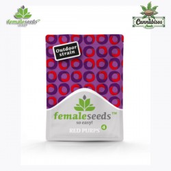 RED PURPS (Feminised Seeds) - FEMALE SEEDS