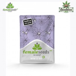 WHITE WIDOW X BIG BUD (Female Seeds) - FEMALE SEEDS