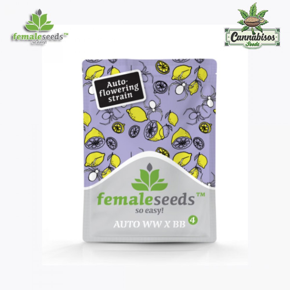 WHITE WIDOW X BIG BUD AUTO (Auto + Feminised Seeds) - FEMALE SEEDS