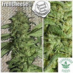 FRENCH TOUCH SEEDS-FRENCHEESE