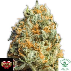 HEAVYWEIGHT SEEDS- FULLY LOADED AUTO