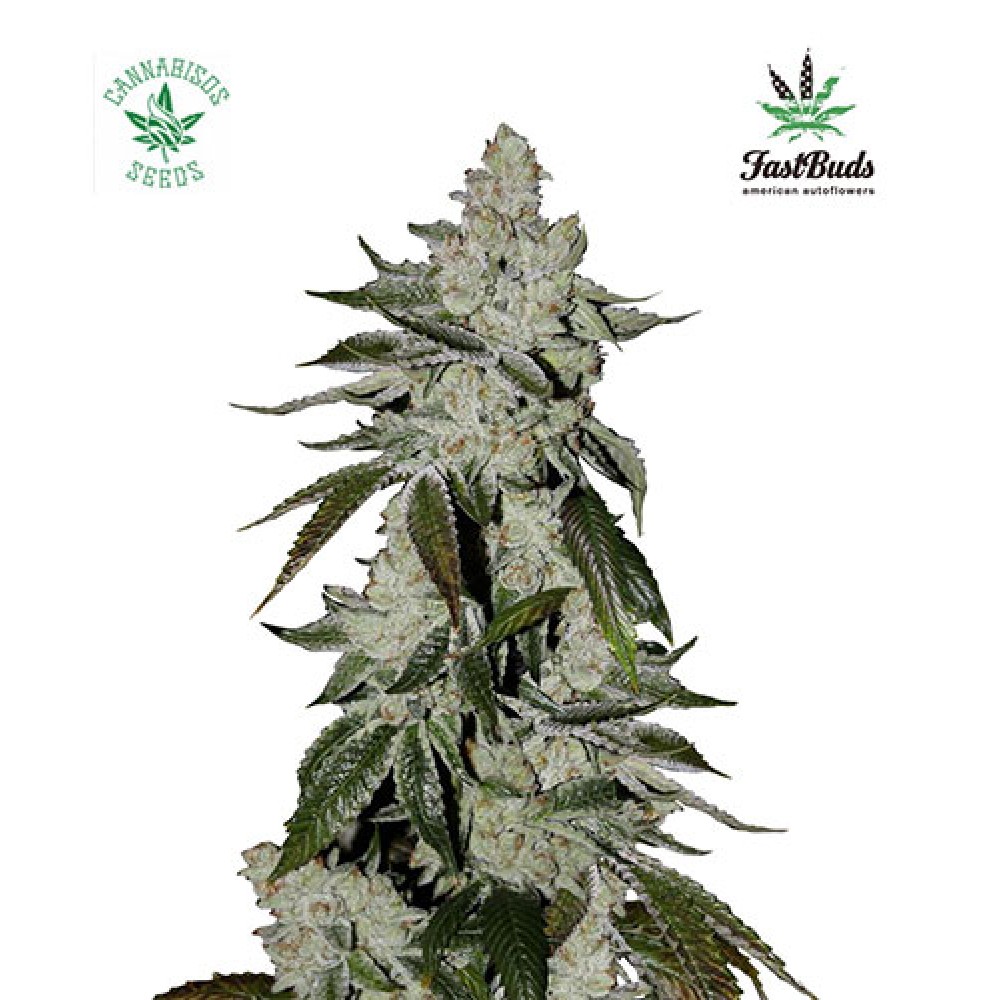 GIRL SCOUT COOKIES AUTO (Auto + Feminised Seeds) - FASTBUDS SEEDS