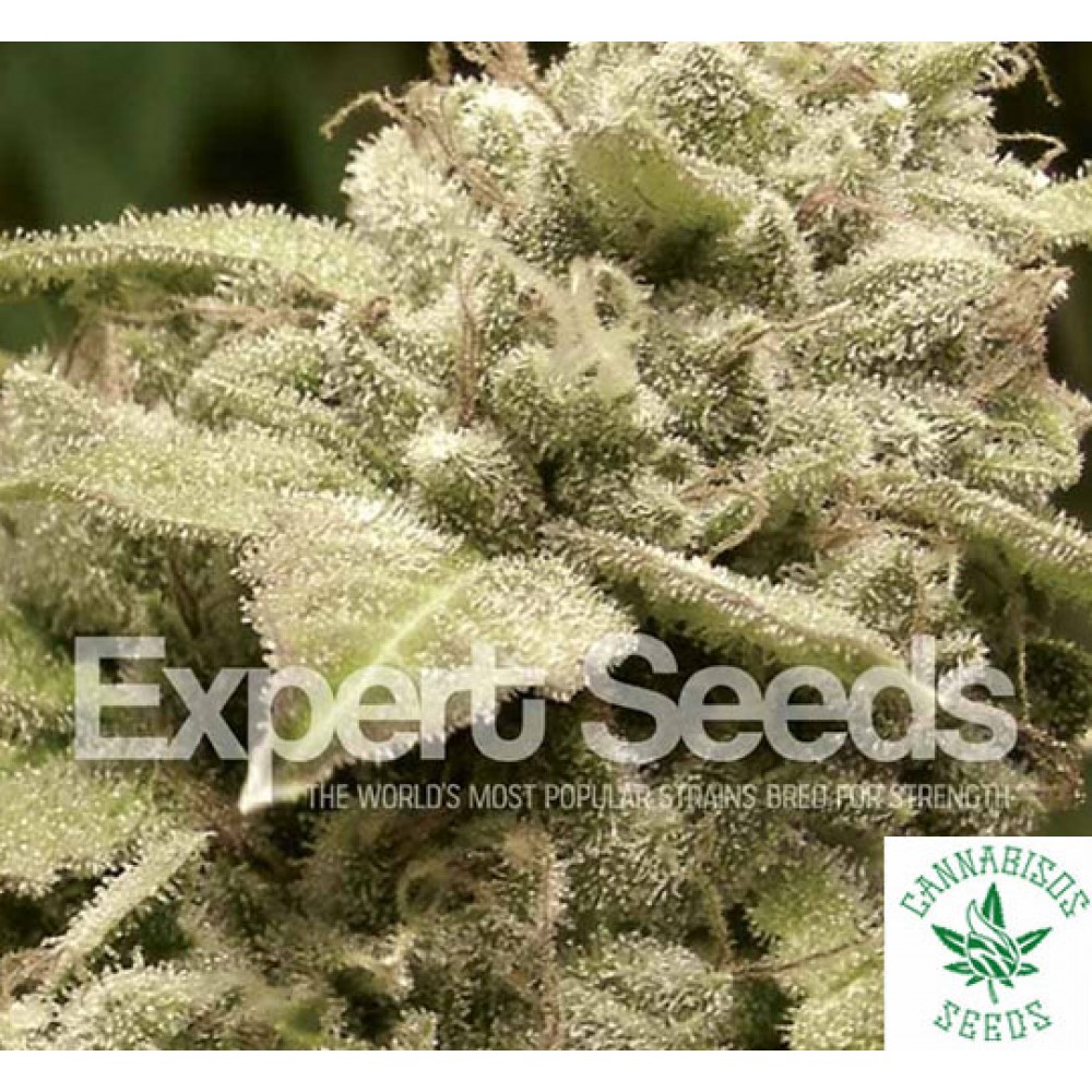 GORILLA X WHITE WIDOW (Feminised Seeds) - EXPERT SEEDS