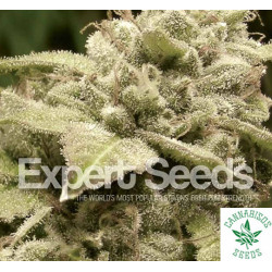 GORILLA X WHITE WIDOW (Feminised Seeds) - EXPERT SEEDS