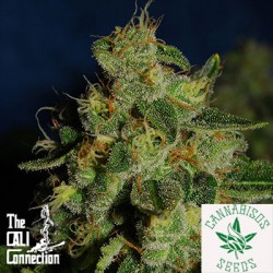 Cali Connection-Green Crack