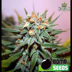HASH BOMB (Feminised Seeds) - BOMB SEEDS